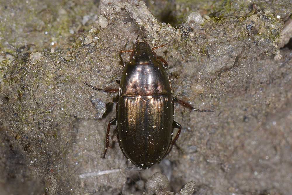 Amara aenea ed a seguire A. schimperi, Carabidae